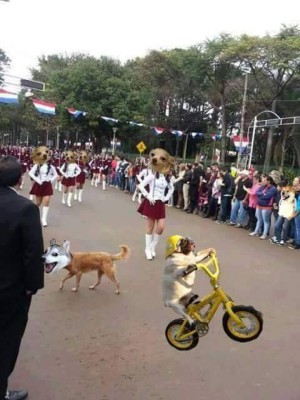 Foto del perro en desfile se vuelve viral en redes sociales
