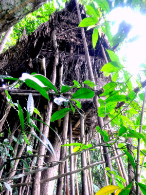 Un padre y un hijo salen de la jungla tras 40 años