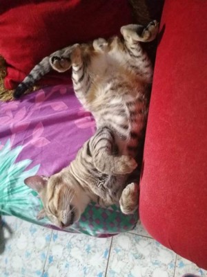 Tiernas imágenes que comparten nuestros lectores en el Día Internacional del Gato