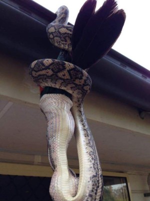 Momento en que una pitón devora a un papagayo