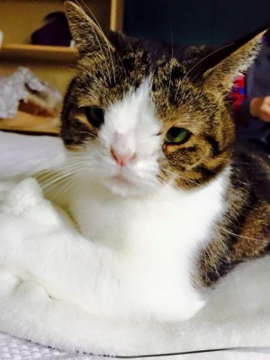 Monty, el gato con síndrome de Down que arrasa en Internet