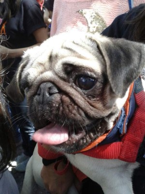 Honduras: Exigen aprobación de ley contra maltrato animal