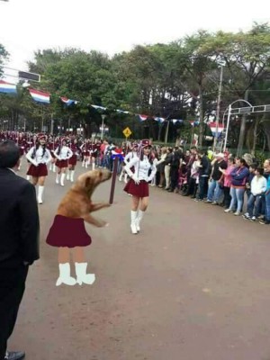 Foto del perro en desfile se vuelve viral en redes sociales