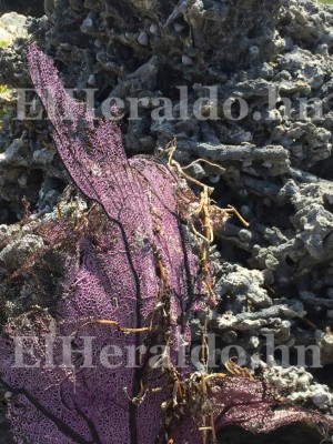 Las Islas del Cisne, un paraíso natural único en Honduras