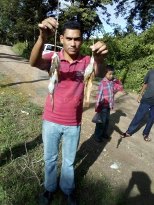 Honduras: Reportan lluvia de peces en las redes sociales