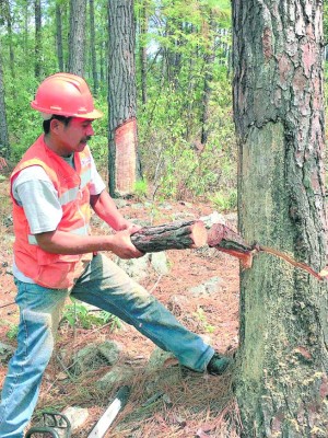 Preparan reforestación de áreas dañadas por gorgojo descortezador