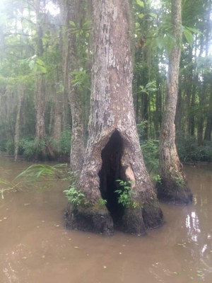Expedición por los pantanos de la Isla de miel