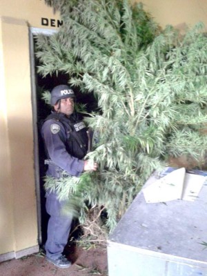 Hallan sembradío de marihuana en El Porvenir
