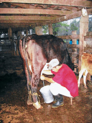 Productores de leche anhelan contar con plantas procesadoras
