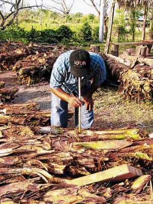 Se extingue el vino de coyol en el oriente de Honduras