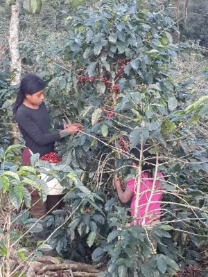 Un aromático café con sello catracho
