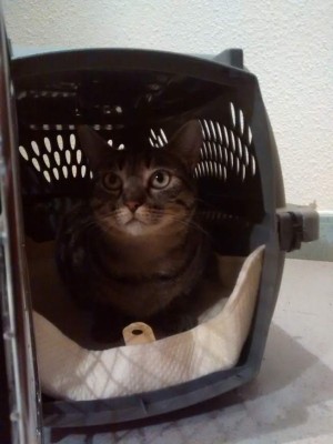 Los juegos que hacen feliz a su mascota