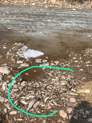 FOTOS: El impacto causado por el derrame de un ácido en el río Chamelecón