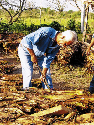 Se extingue el vino de coyol en el oriente de Honduras