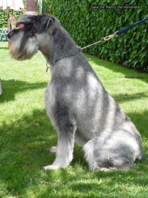 Lo que no sabía de los Schnauzer