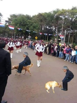 Foto del perro en desfile se vuelve viral en redes sociales