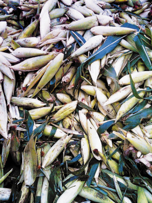 Labores agrícolas y 200 días de clases distinguen a la escuela Froylán Turcios