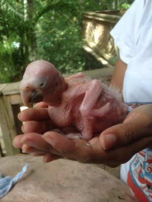 Ginger, el vuelo de una guacamaya