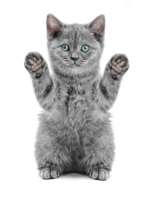 10 tiernas fotos de gatos que te harán derretir de ternura