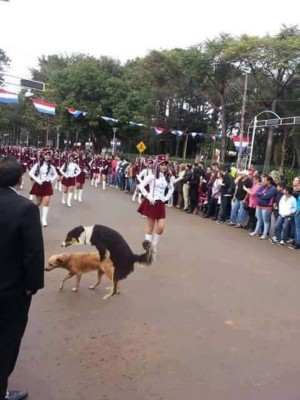 Foto del perro en desfile se vuelve viral en redes sociales