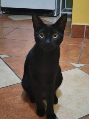 Tiernas imágenes que comparten nuestros lectores en el Día Internacional del Gato