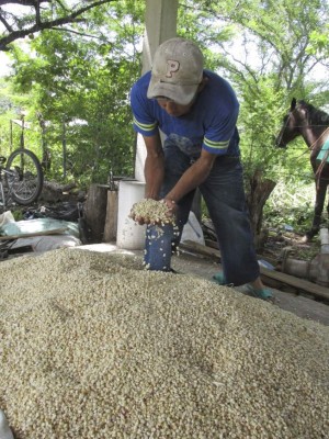Plagas y sequía afectan cultivos de granos básicos