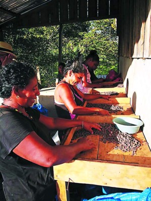 Con cacao orgánico de La Mosquitia, Suiza elabora sus mejores chocolates