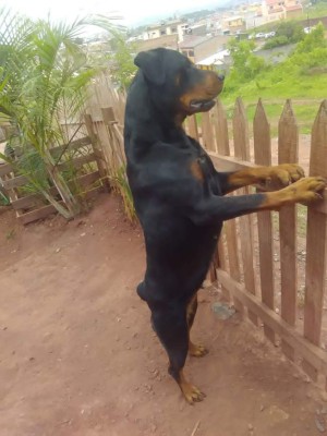 Los caninos de nuestros lectores