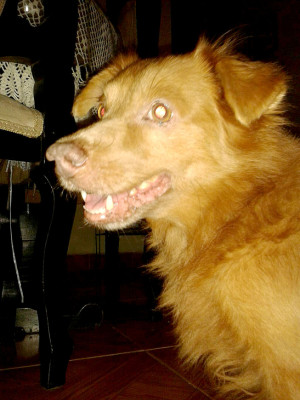 Día Mundial de los Animales: Las mascotas de nuestros lectores