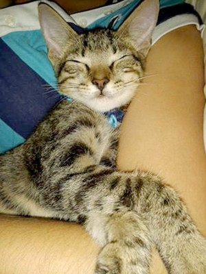 Así celebran hondureños el Día del Gato