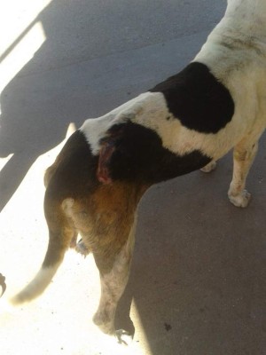 Honduras: El noble y valiente rescate de animales tras masacre en colonia Mirador de Oriente de la capital