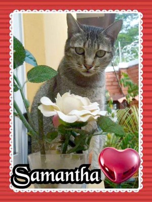 Así celebran hondureños el Día del Gato