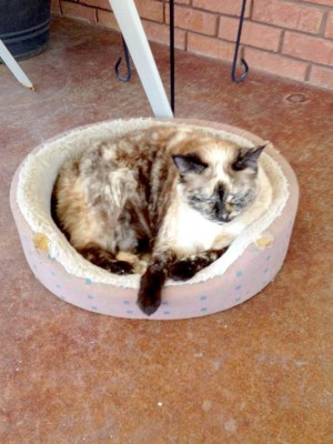 Así celebran hondureños el Día del Gato