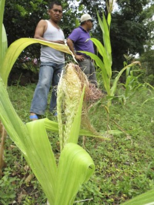 Sequía deja sin alimentos a 1,600 familias del sur de Guajiquiro