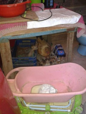 Honduras: El noble y valiente rescate de animales tras masacre en colonia Mirador de Oriente de la capital