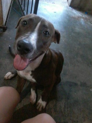 Día Mundial del Perro