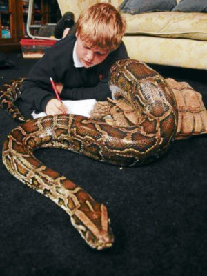 Las nuevas mascotas de adultos y niños