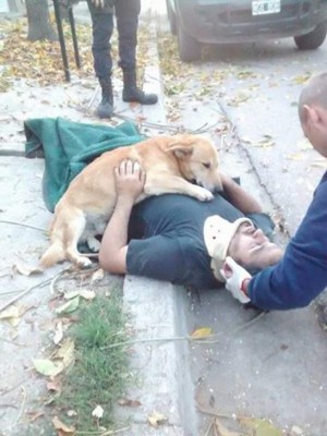 Viral: Tony, el perro que 'abrazó' a su amo accidentado en Argentina