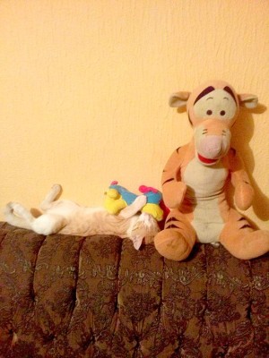 Así celebran hondureños el Día del Gato