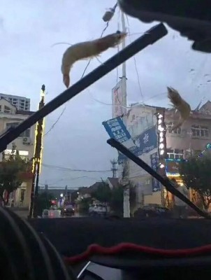 Llueven pulpos, estrellas de mar, camarones y almejas en China