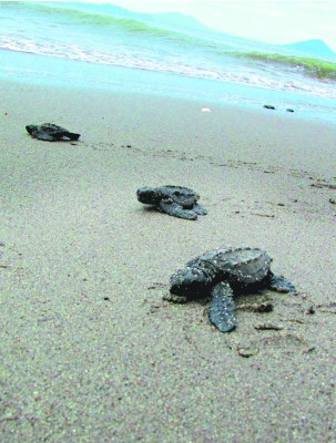 Honduras: Liberan 16,000 tortugas en el Golfo de Fonseca