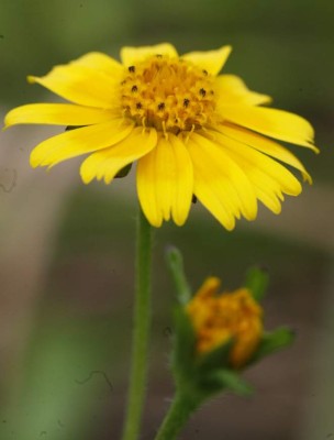 La Mosquitia hondureña, imponente escenario biológico
