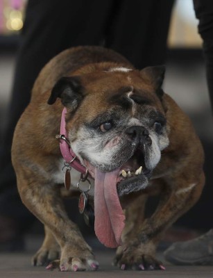 Así es Zsa Zsa, el bulldog baboso de California considerado el perro más feo del mundo