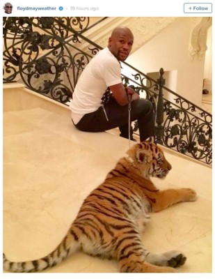 Floyd Mayweather Jr recibe de regalo un tigre de bengala