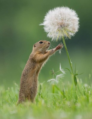 FOTOS: La maravillosa imagen de una ardilla oliendo una flor le da la vuelta al mundo