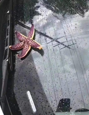 Llueven pulpos, estrellas de mar, camarones y almejas en China