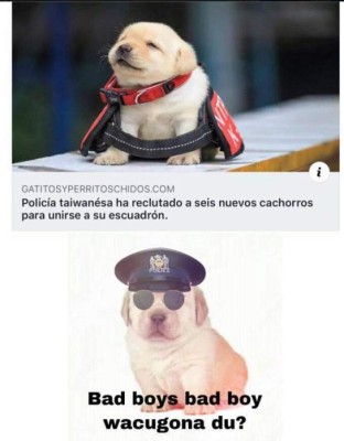 Los divertidos memes del perrito que han causado furor en Facebook
