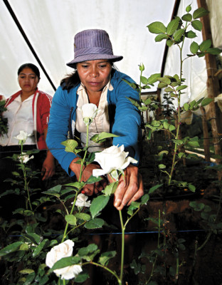 El encanto y colorido de las rosas