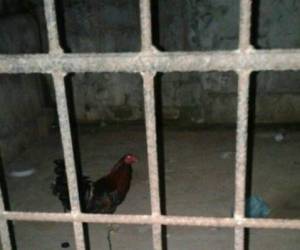El gallo pasó dos días en bartolinas por un altercado entre su propietario y un vecino.
