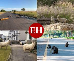 Mientras las cuarentenas obligan a personas de todo el mundo a quedarse en casa para frenar la propagación del nuevo coronavirus, el aire se ha limpiado, aunque sea temporalmente, y los animales han caminado libres sin temor a ser alcanzados por la mano predadora del hombre. Fotos: AP/ Twitter